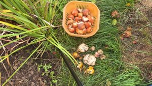 ОСЕННЯЯ ПОСАДКА ТЮЛЬПАНОВ И ЛИЛИЙ. Почему постепенно отказываюсь от них. Какое удобрение использую