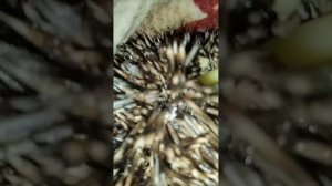 Как мы ёжика обрабатывали