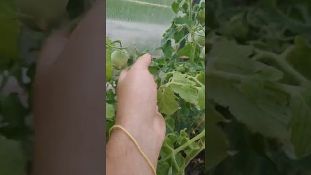 Томат Непас от #Седек #томаты #огородники #огород #седек_летнийревизор смотреть онлайн