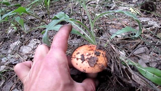 КРАСНЫЕ СЫРОЕЖКИ смотреть онлайн