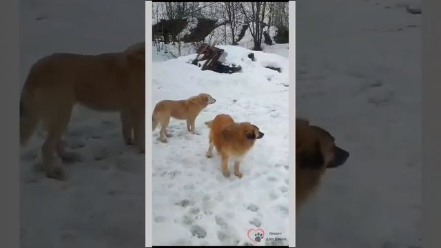 Будни приюта 🏡«Дом добра» г. Вязьма🐶 #вязьма #домдобра #приютдлясобак #помощьприюту