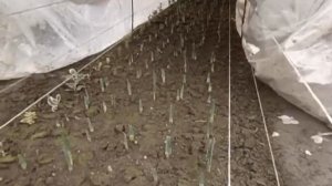 Как самому вырастить нарциссы к 8 марта