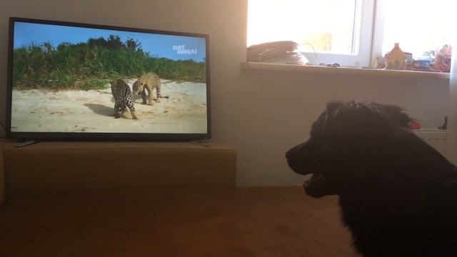 СОБАКА СМОТРИТ ТЕЛЕВИЗОР смотреть онлайн