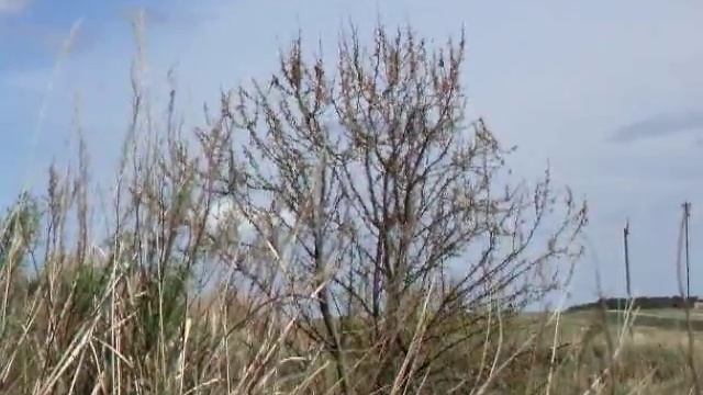 Садовые овсянки 2017 смотреть онлайн