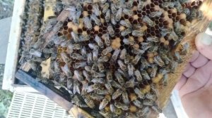 Вот по этому мне так важно иметь резервные отводки с зимовалыми матками над основными семьями.