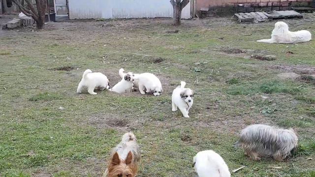 22 апреля, щенки Австралийского терьера и Пиренейской горной, питомник ЯКОГОР(4) смотреть онлайн