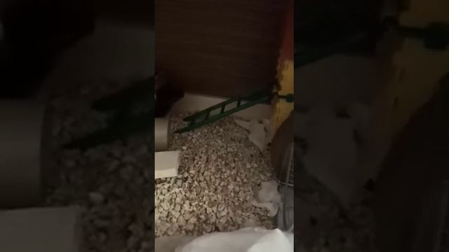 Мой хомяк кушает