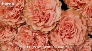 Růže COUNTRY SPIRIT CORAL GIRL - Florea.cz