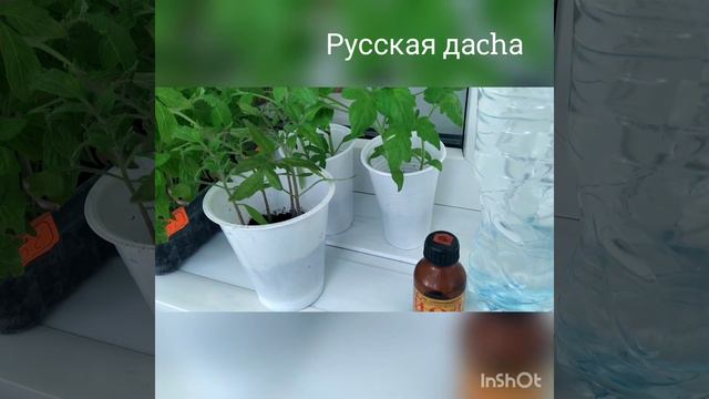 УКРЕПЛЯЕМ РАССАДУ. РАССАДА 2021. ЧАСТЬ  4.