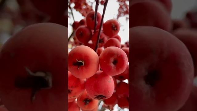 Питомник растений Гринландия: яблоня "Ола"