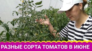 Разные сорта томатов в июне