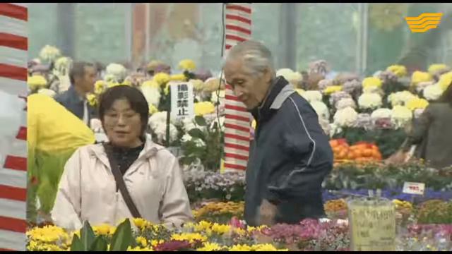 Японские цветоводы вывели новый сорт хризантем в честь Н.Назарбаева смотреть онлайн