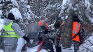 Загонная охота на лося. Один загон - два лося.