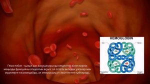 Эритроцит Эритроцит деген не? Эритроцит туралы қызықты фактілер Гемоглобин