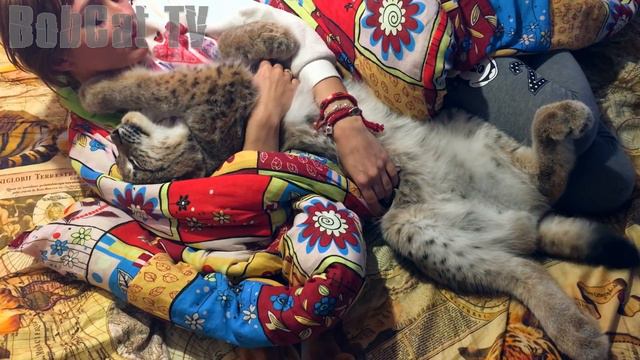 Рысь- это лучшая грелка! смотреть онлайн