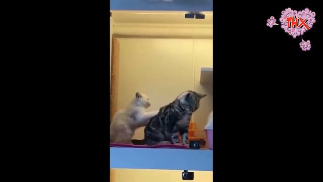 КОТЫ СМЕШНЫЕ ПРИКОЛЫ СБОРНИК 2021 ГОДА / СМЕШНЫЕ ЖИВОТНЫЕ ПРИКОЛЫ 2021