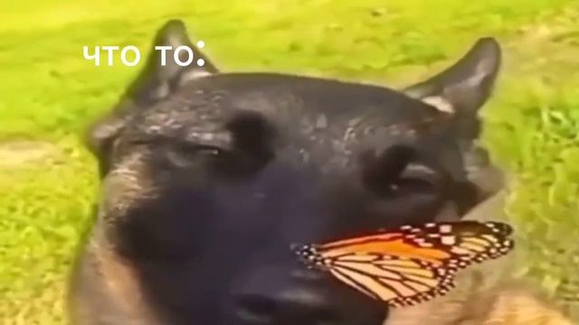 Собака с бабочкой на носу все виды смотреть онлайн