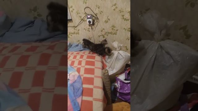 Котята бобтейла 36 день смотреть онлайн