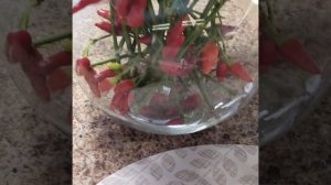 Кустовой острый перец "Феникс"