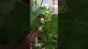 Зимовка дихондры #дихондра #зимовка