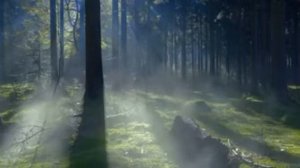 Футаж лес,лучи солнца,туман