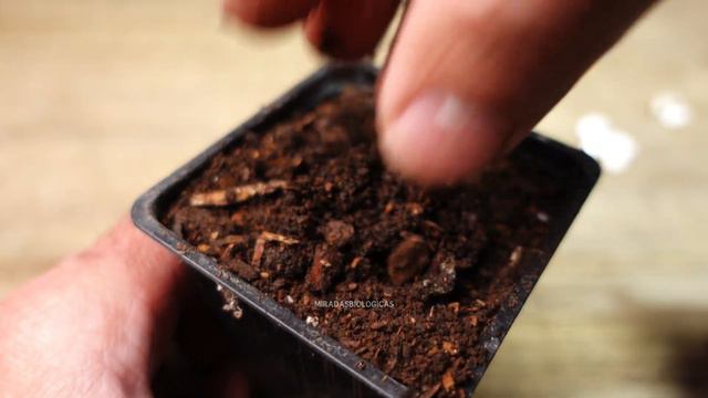 Cómo hacerlas Madurar para sacar Semillas. Chauchas, vainitas, ejotes, alubias🌿 смотреть онлайн