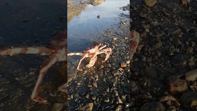 Камчатский краб/ Kamchatka crab