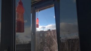 Сало и семечки тыквы для синиц