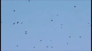 Осенние птичьи танцы