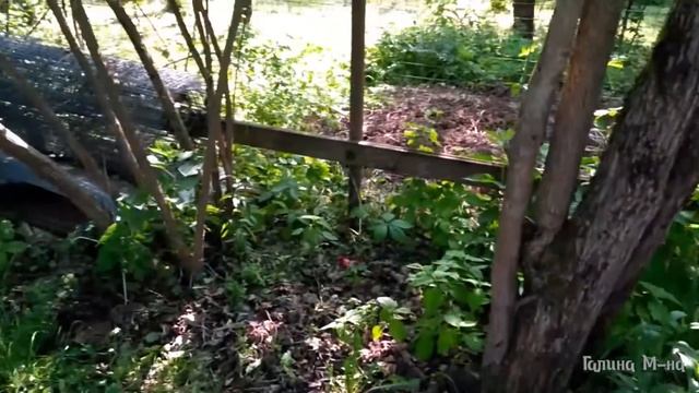 Дачное-удачное 11.06.20 смотреть онлайн