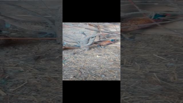 ДУМАЛ ЧТО ФАЗАНКИ ПЕРЕСТАЛИ НЕСТИСЬ А ОКАЗАЛОСЬ ЧТО НЕТ