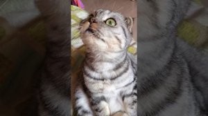 Кошка хрюкает