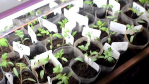 Томат от семени до плода часть 3 пикировка