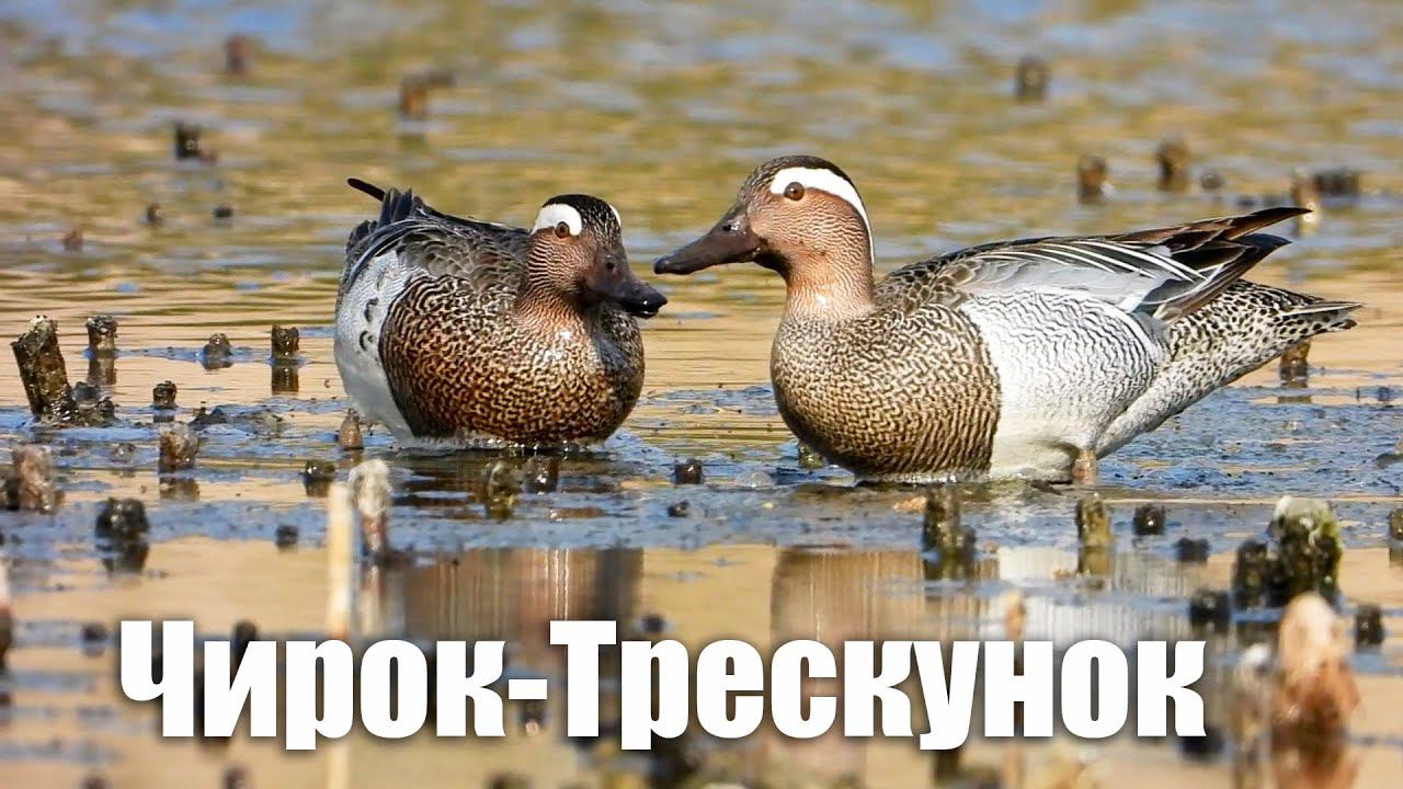 Утка Чирок Трескунок. Два самца и самка / Garganey смотреть онлайн