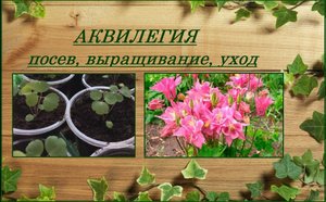 Аквилегия выращивание из семян от посева до цветения, уход, все об аквилегии