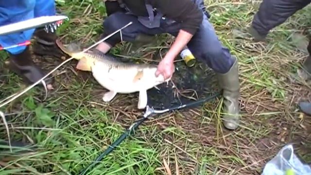 Трофейный карп на 12кг. смотреть онлайн