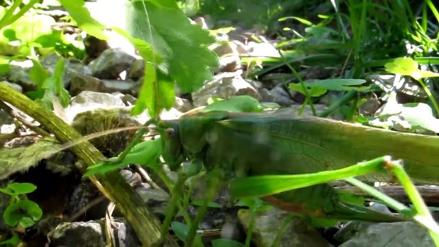 Саранча-дачница смотреть онлайн