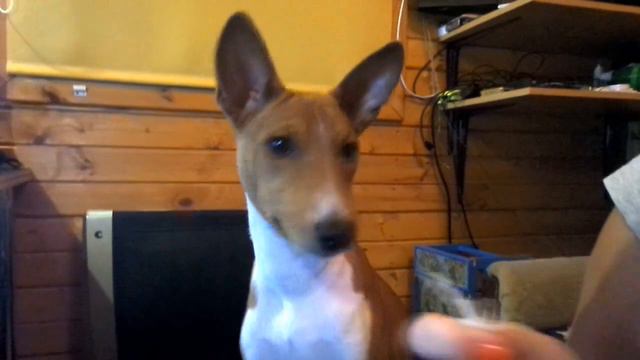 Басенджи налимонили #0014 смотреть онлайн