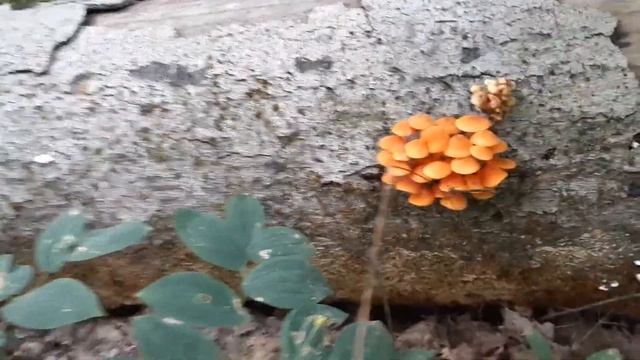 Orange Mycena смотреть онлайн