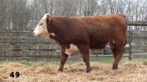 Lot 49 - KCF BENNETT B279 H238