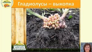 Потому что ГЛАДИОЛУС! Или подробная памятка по успешному выращиванию гладиолусов.