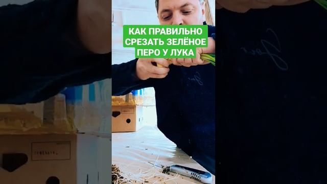 КАК ПРАВИЛЬНО СРЕЗАТЬ ПЕРО У ЗЕЛЁНОГО ЛУКА