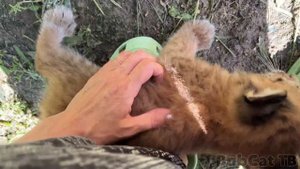 КОТЕНОК РЫСИ Умки дал отпор рыси Мартину / Барханные котята гавкают и шипят