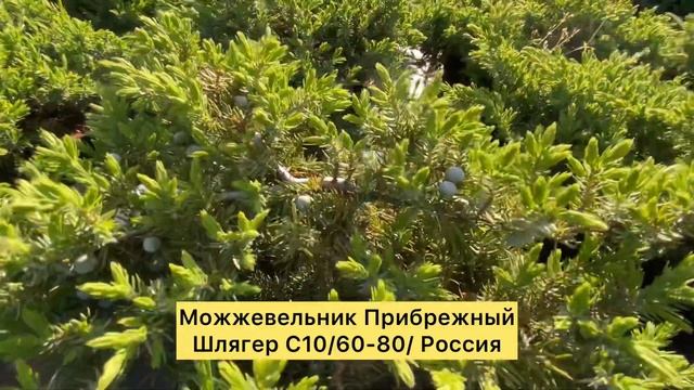 "Садовый Центр № 1" на Новой Риге - Можжевельник Прибрежный Шлягер! смотреть онлайн