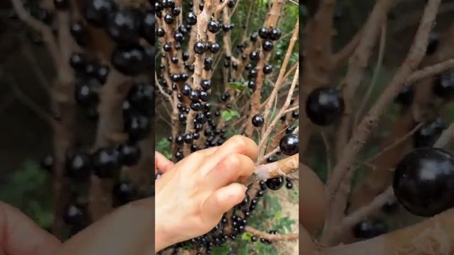 Amazing jabuticaba tree - Jabuticaba harvesting