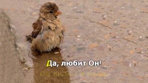 Бог любит малых воробьев