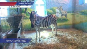В нижегородском зоопарке «Лимпопо» родилась зебра