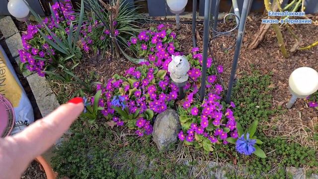 Blog/Германия/ Идеи посадки цветов и кустарников для маленького участка земли .Многолетние Растения смотреть онлайн