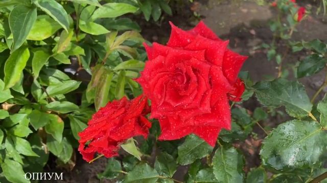 ЦВЕТЕНИЕ РОЗ 2021??? ЦВЕТ НАСТРОЕНИЯ КРАСНЫЙ ❤️❤️❤️ смотреть онлайн