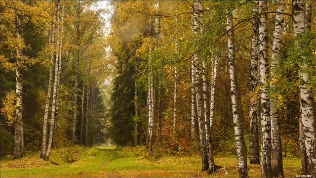 Берёзки смотреть онлайн